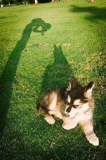 一个人一条狗图片,温馨瞬间定格永恒