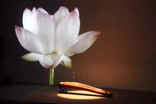 古筝出水莲背景,探寻古典音乐之美