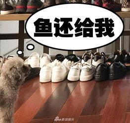 网红咸鱼拖鞋,网红爆款背后的时尚传奇