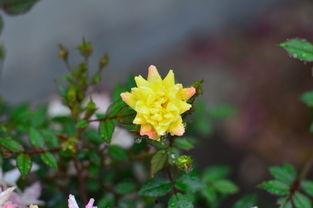 雨中的花朵图片,花朵的浪漫瞬间